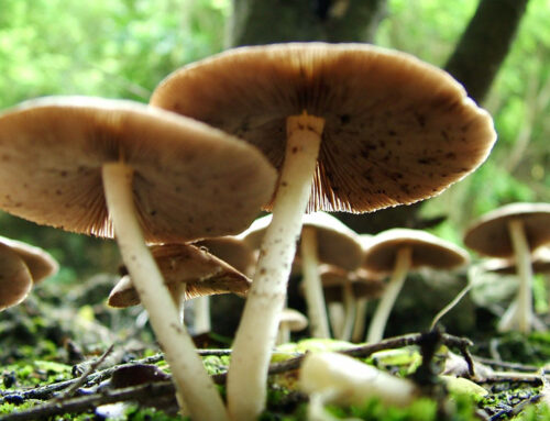 The Whakapapa of Plants