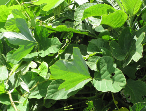 From Aka to Whakapapa